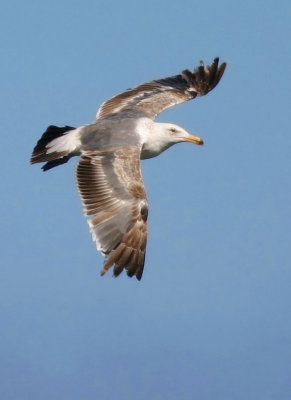 Western Gull, second summer