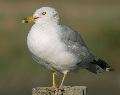 Ring-billed Gull, breeding plumage