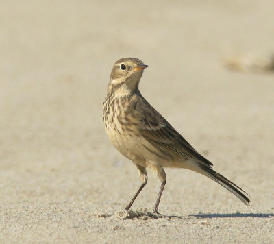 American Pipit