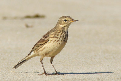 American Pipit