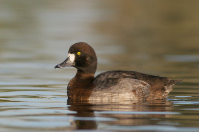 Greater Scaup, female