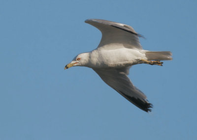 Ring-billed Gull, breeding plumage