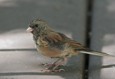 Dark-eyed Junco, juvenile, 2006