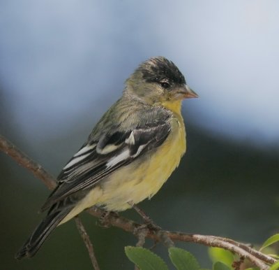 Lesser Goldfinch, male first summer