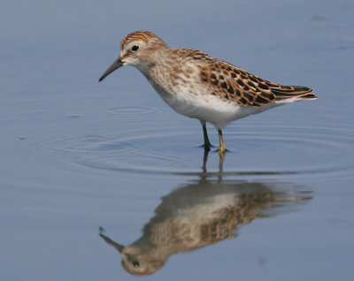 Least Sandpiper, juvenile