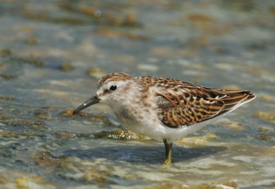 Least Sandpiper, juvenile