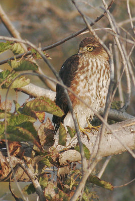 Sharp-shinned Hawk, juvenile
