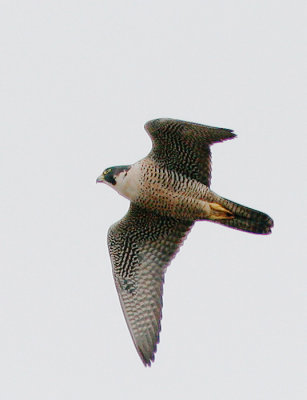 Peregrine Falcon