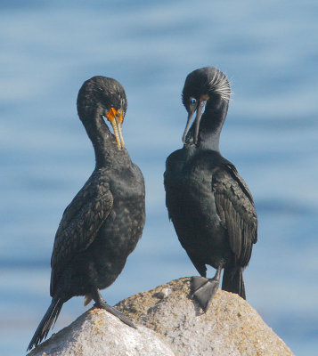 Brandt's & Double-crested Cormorants