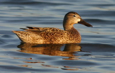 Blue-winged Teal, female