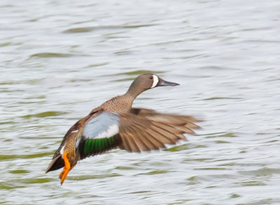 Blue-winged Teal, male