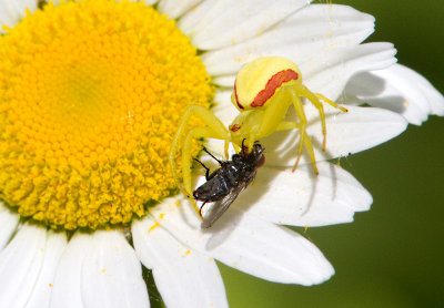 Thomise variable ou Araigne crabe / Misumena vatia / Goldenrod Crab Spider