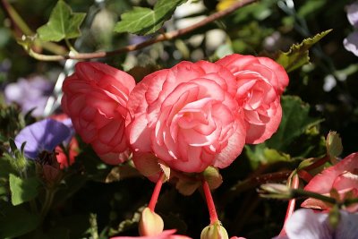 Begonia