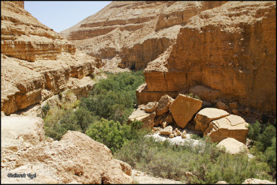 Wadi Arugot By Yigal Shalhevet