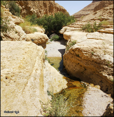 Wadi Arugot By Yigal Shalhevet