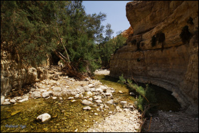 Wadi Arugot By Yigal Shalhevet