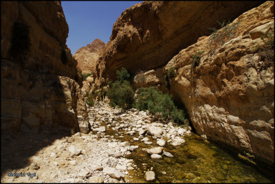 Wadi Arugot By Yigal Shalhevet