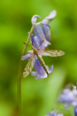 insect 5.jpg