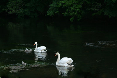 swans on river final adj.jpg