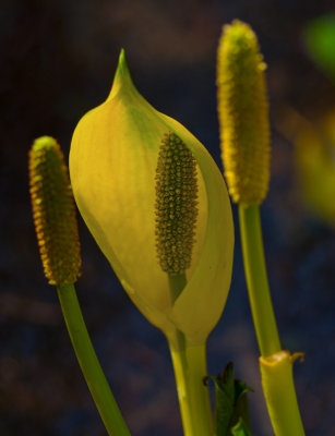 yellow flower 1b final adj.jpg