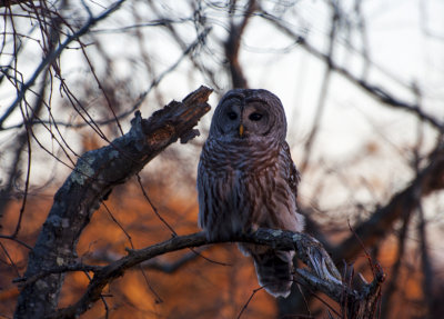barred owl 745