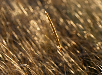 field of gold 253