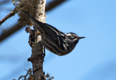 black-and-white warbler 165