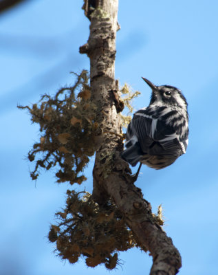 black-and-white warbler 162