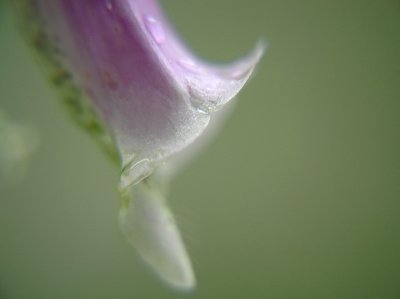 last foxglove