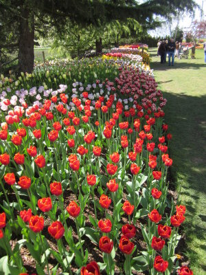 Tulips & Daffodils at Roozengaarde