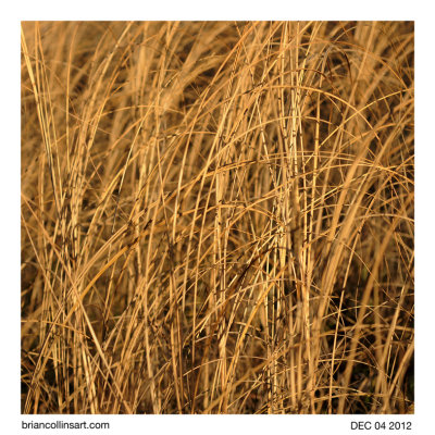 grass