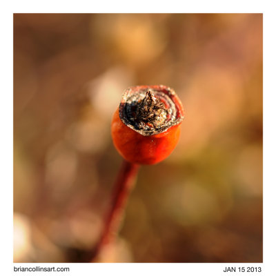Rose Hip