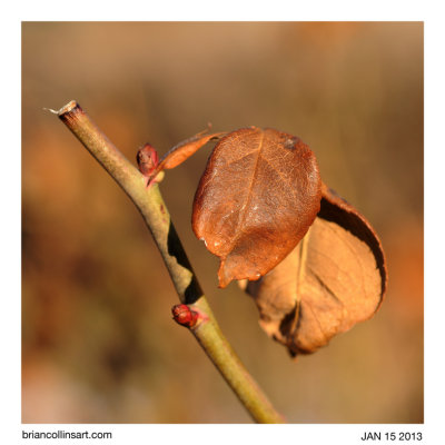 Leaves