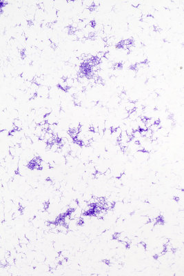 Bacillus-megaterium.jpg