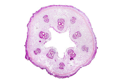 Cucurbita-stem-ts.jpg