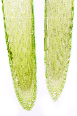 allium-root-tip-magnified.jpg