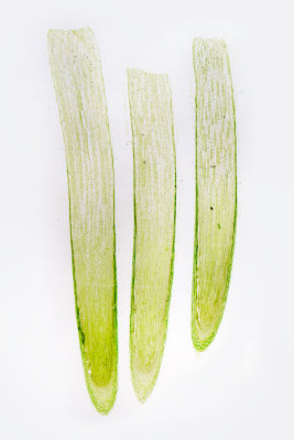 allium-root-tip.jpg