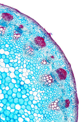 helianthus-stem-magnified.jpg