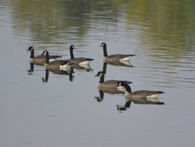 Canadian Geese - Nikon D3100.jpg