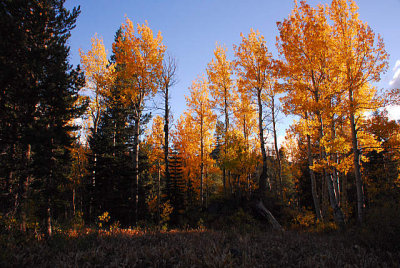 Fall Color Woods Lake Area at Sunset.jpg