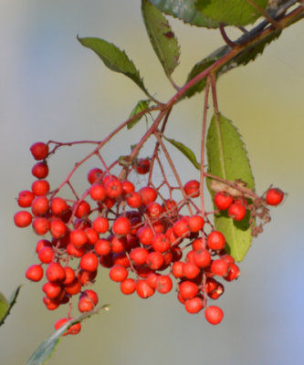 Winterberry Holly - Nikon D3100.jpg