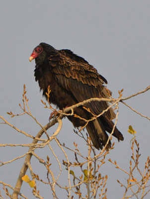Turkey Vulture - Nikon D3100.jpg