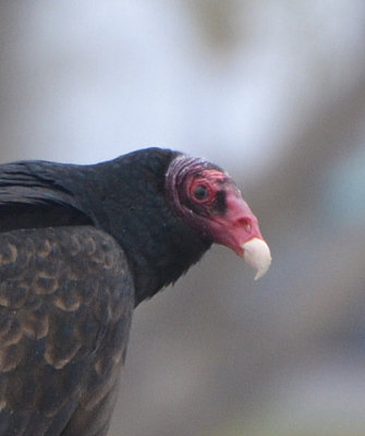 Turkey Vulture - The Distinguished Look - Nikon D3100.jpg