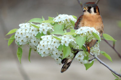 Sparrow Hawk - American Kestrel (PS).jpg