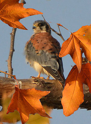 Sparrow Hawk - American Kestrel (PS).jpg