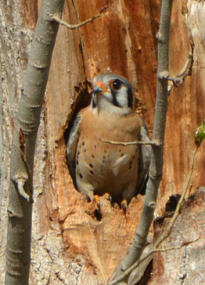 American Kestrel or Sparrow Hawk (Occupying a Flickers Nest) - Nikon D3100.jpg