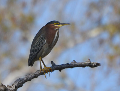 Green Heron - Nikon D3100.jpg