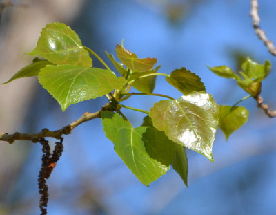 Spring Leaves - Nikon D3100.jpg