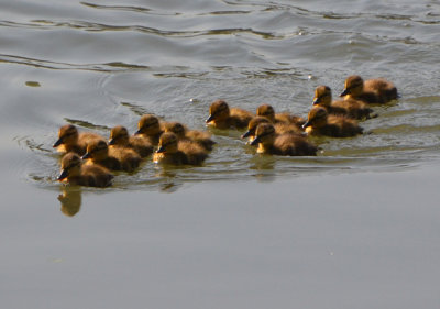 Ducklings - Nikon D3100.jpg