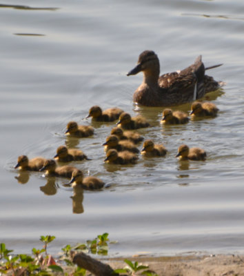 Mallard Hen with Brood - Count 14 - Nikon D3100.jpg